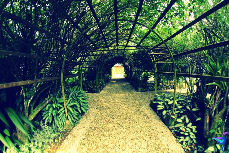 Blue Osa Yoga Retreat Costa Rica