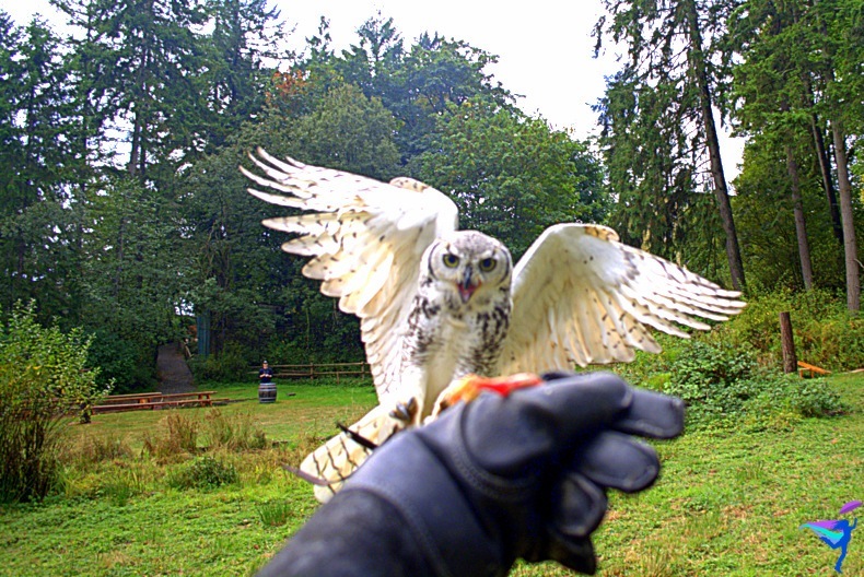 The Raptors of Vancouver Island, British Columbia owl