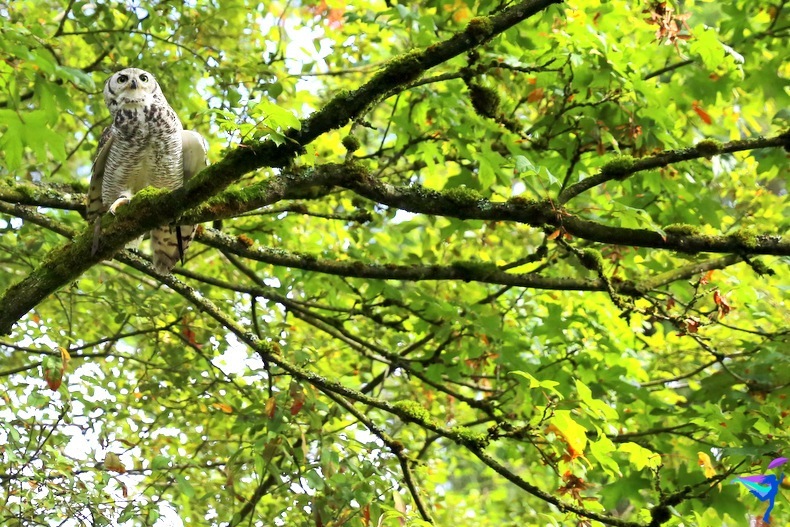 The Raptors of Vancouver Island, British Columbia owl