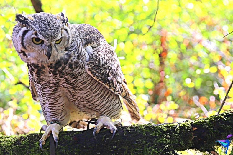 The Raptors of Vancouver Island, British Columbia owl