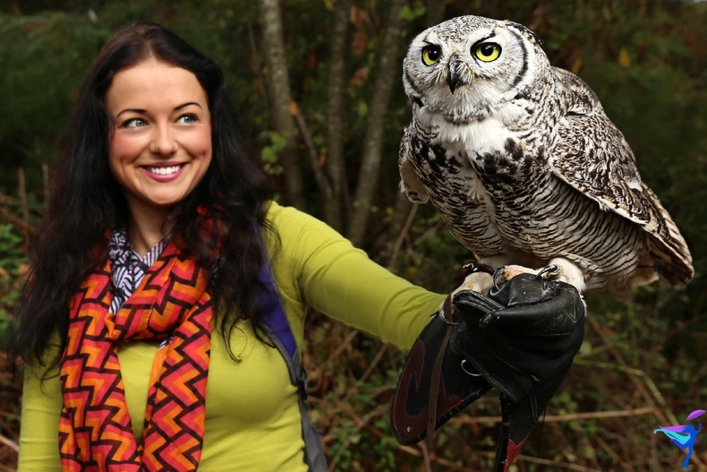 The Raptors of Vancouver Island, British Columbia owl