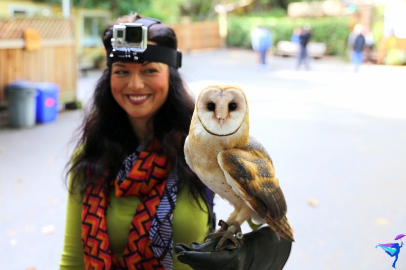 The Raptors of Vancouver Island, British Columbia Barn owl