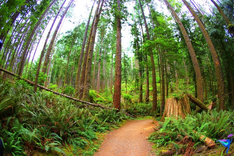 West Coast Wilderness Lodge Vacations Abroad Egmont, British Columbia  Skookumchuck Narrows Provincial Park  forest