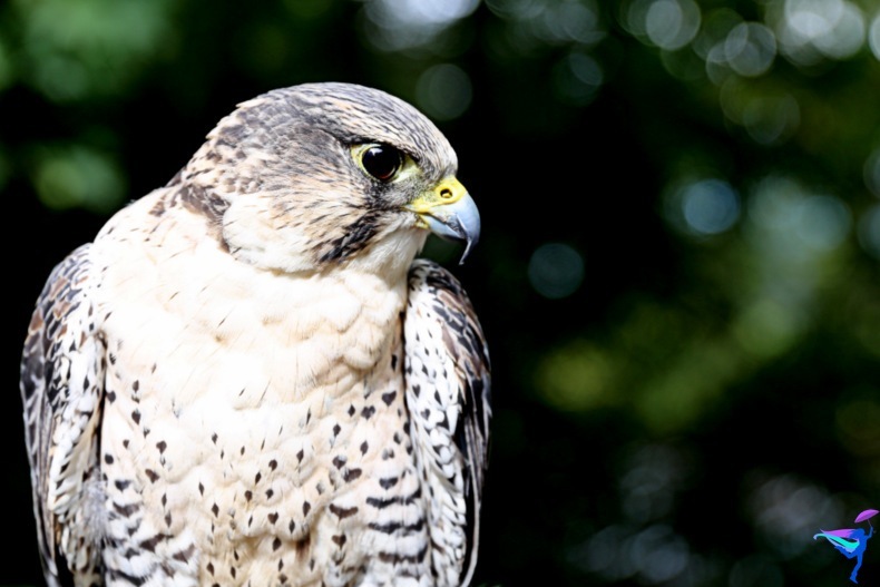 The Raptors of Vancouver Island, British Columbia Peregrine falcon