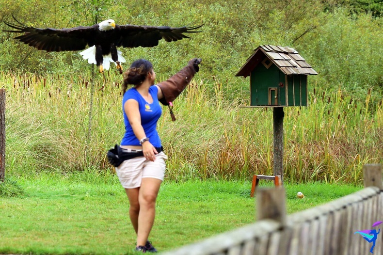 The Raptors of Vancouver Island, British Columbia Bald Eagle