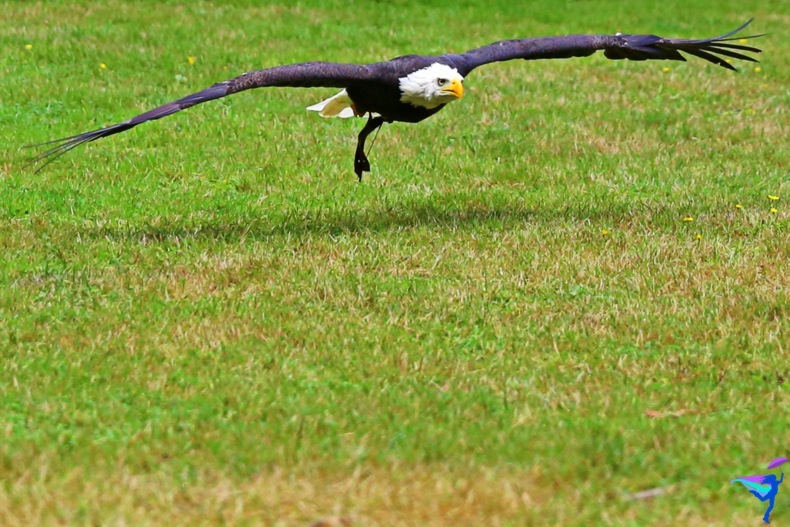 The Raptors of Vancouver Island, British Columbia Bald Eagle