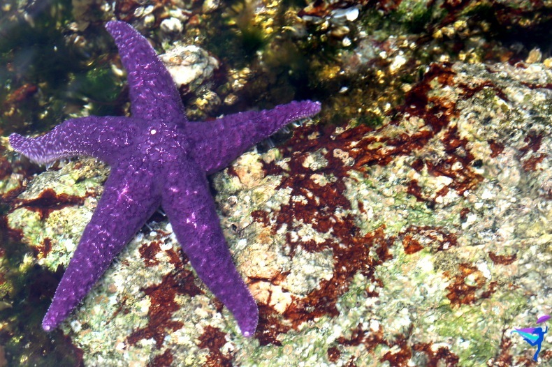 West Coast Wilderness Lodge Vacations Abroad Egmont, British Columbia  Skookumchuck Narrows Provincial Park Skook Rapids purple starfish