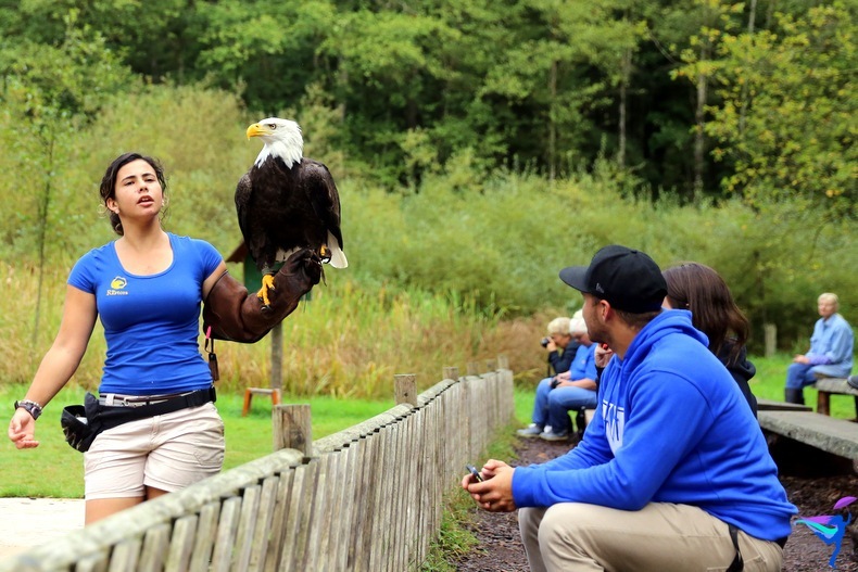 The Raptors of Vancouver Island, British Columbia Bald Eagle