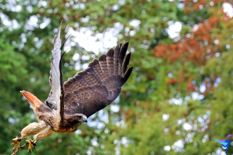 The Raptors of Vancouver Island, British Columbia hawk