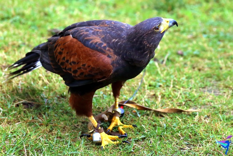 The Raptors of Vancouver Island, British Columbia Golden Eagle