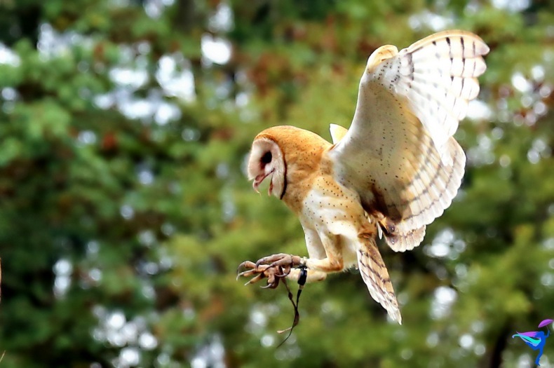 The Raptors of Vancouver Island, British Columbia owl