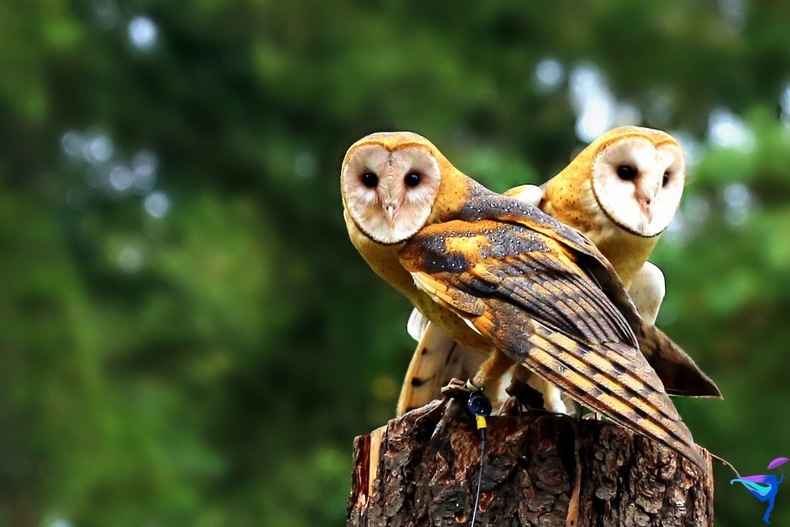 The Raptors of Vancouver Island, British Columbia owl