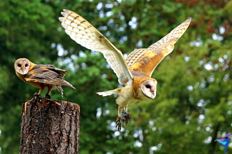 The Raptors of Vancouver Island, British Columbia owl