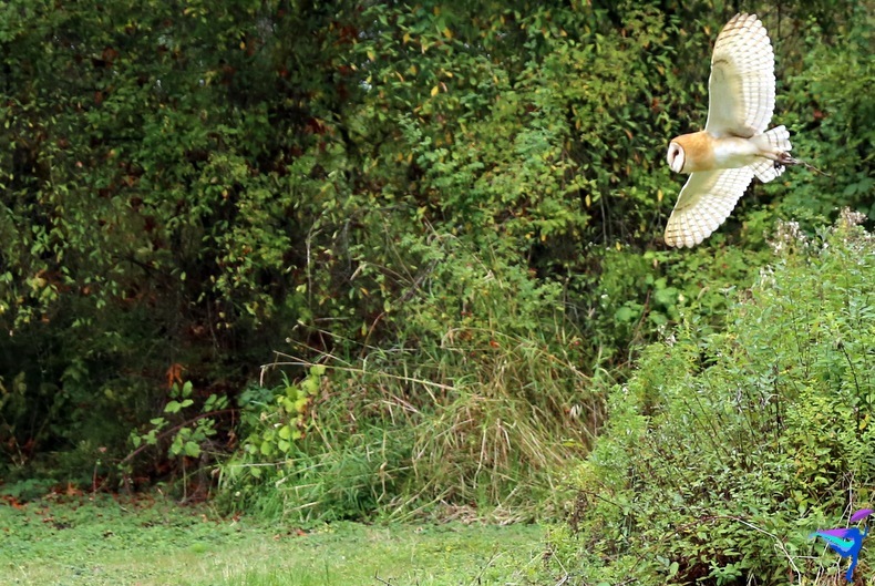The Raptors of Vancouver Island, British Columbia owl