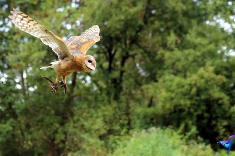 The Raptors of Vancouver Island, British Columbia owl