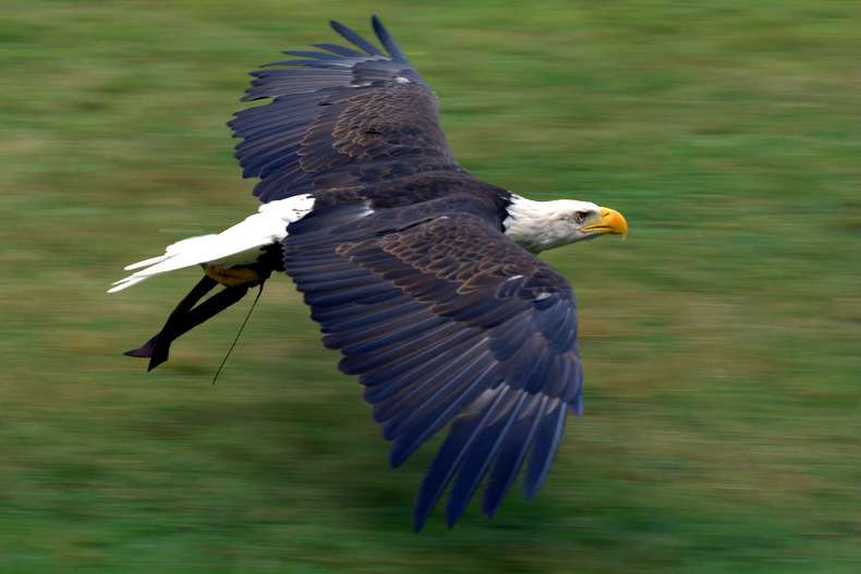 Bald Eagle in Flight