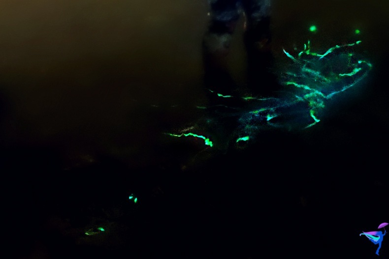 West Coast Wilderness Lodge Vacations Abroad Egmont, British Columbia Bioluminescence 