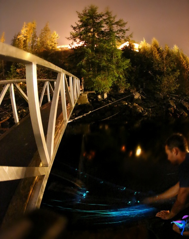 West Coast Wilderness Lodge Vacations Abroad Egmont, British Columbia Bioluminescence 