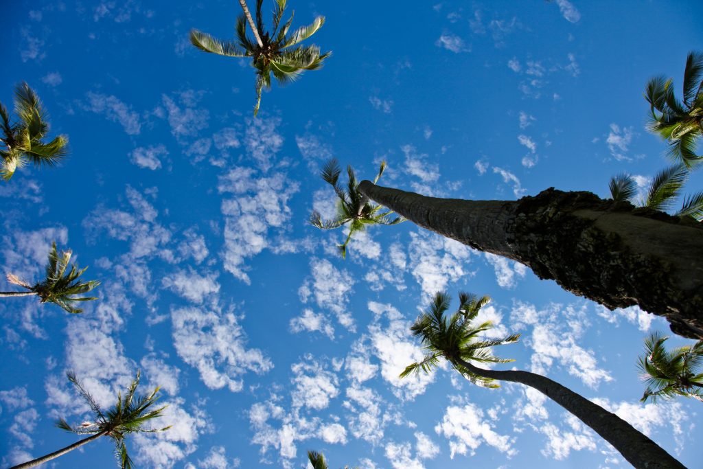 Looking up the base of a tall slender palm tree, with a circle of palm tops all around, to the blue sky with fine clouds in Tambor, Costa Rica.