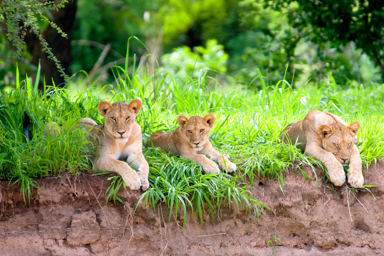 ruaha safari