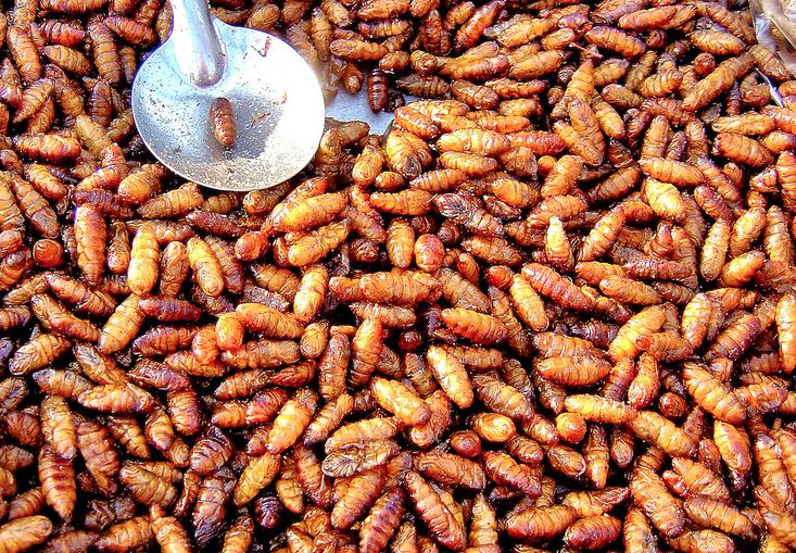 phuket-street-food-guide3-the-weirdest-things-you-can-eat